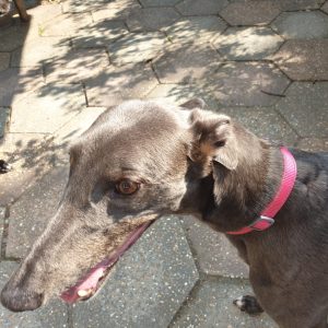 Gor Pets Cotton House Collars