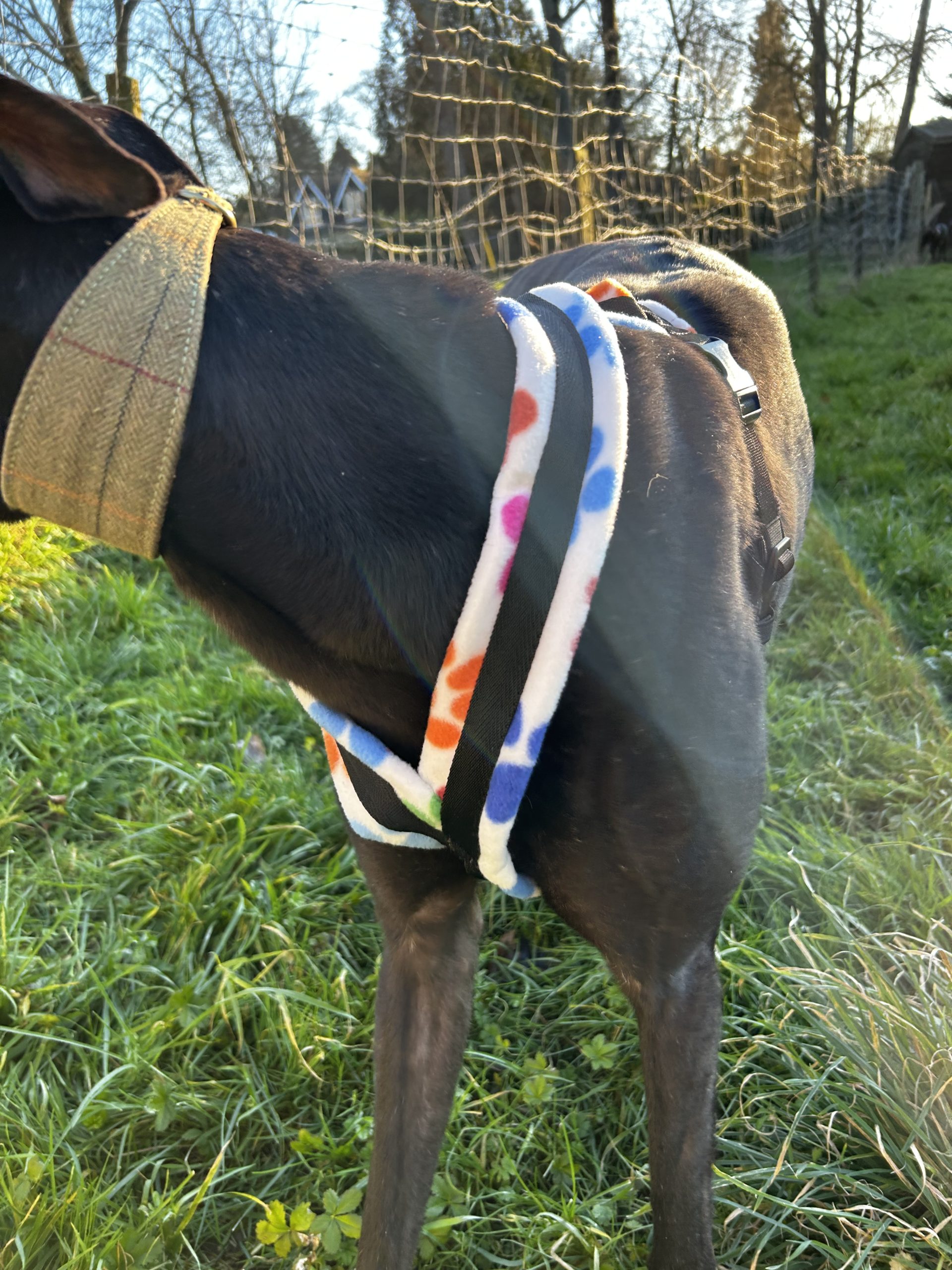 Dog Harness CosyDogs - Image 29