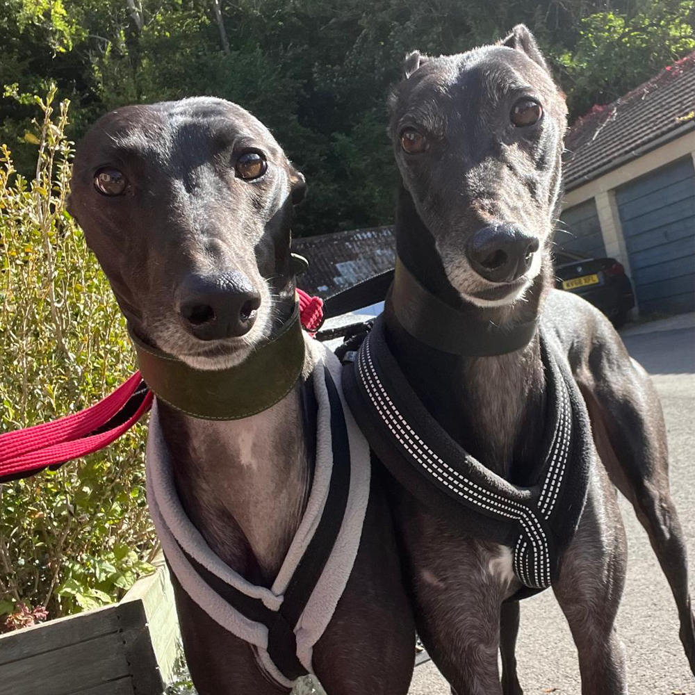 Dog Harness CosyDogs - Image 12