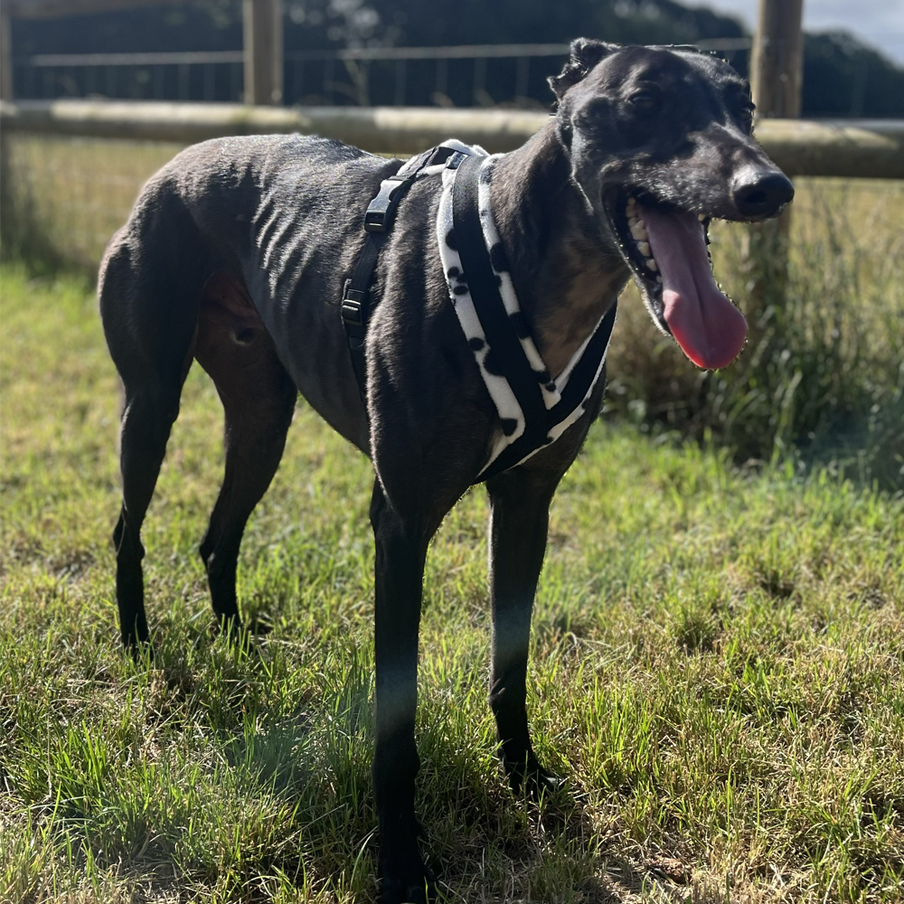 Dog Harness CosyDogs - Image 19
