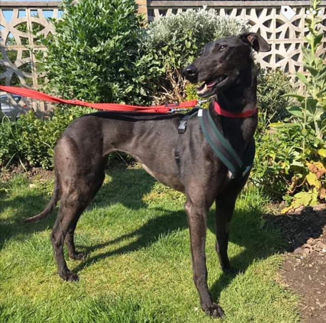 Dog Harness CosyDogs