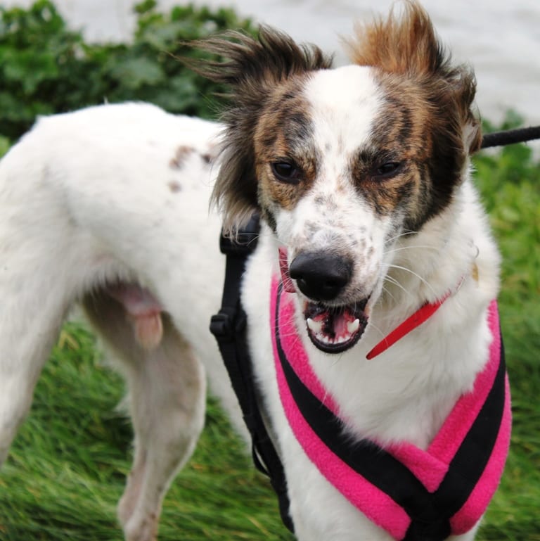 Dog Harness CosyDogs - Image 7