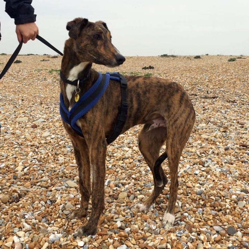 Dog Harness CosyDogs - Image 13