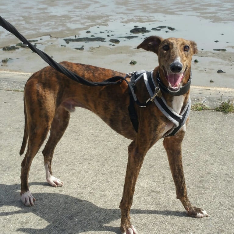 Dog Harness CosyDogs - Image 11