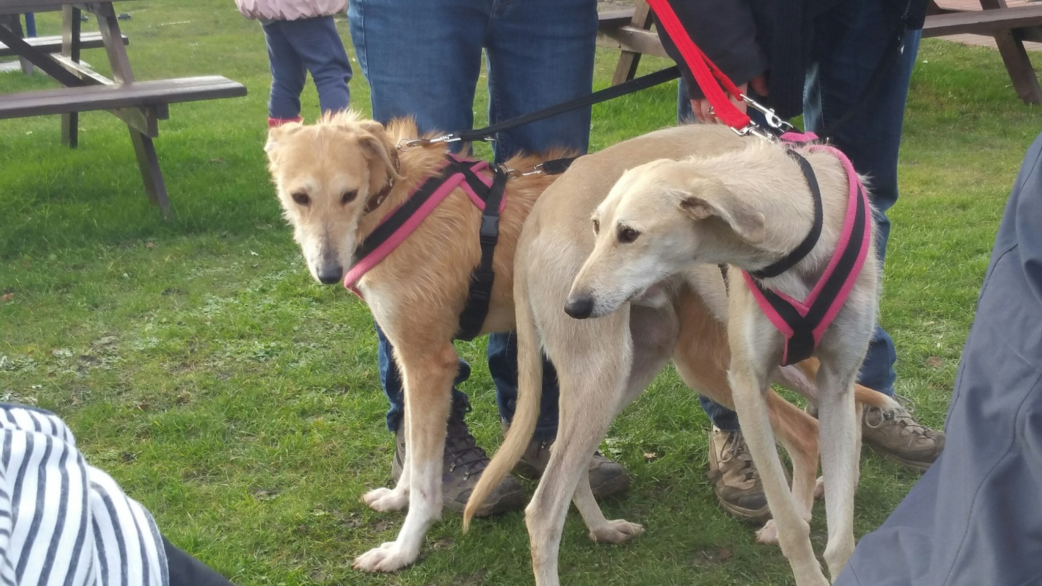 Dog Harness CosyDogs - Image 18