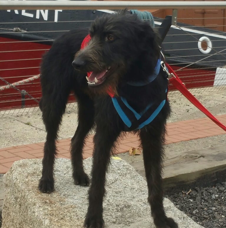 Dog Harness CosyDogs - Image 3