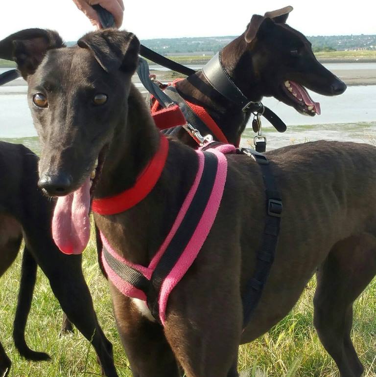 Dog Harness CosyDogs - Image 15