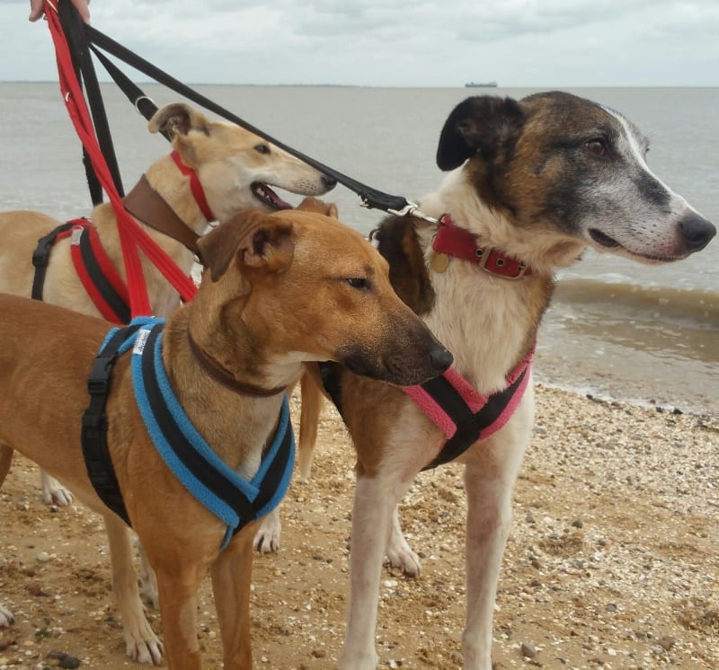 Dog Harness CosyDogs - Image 17