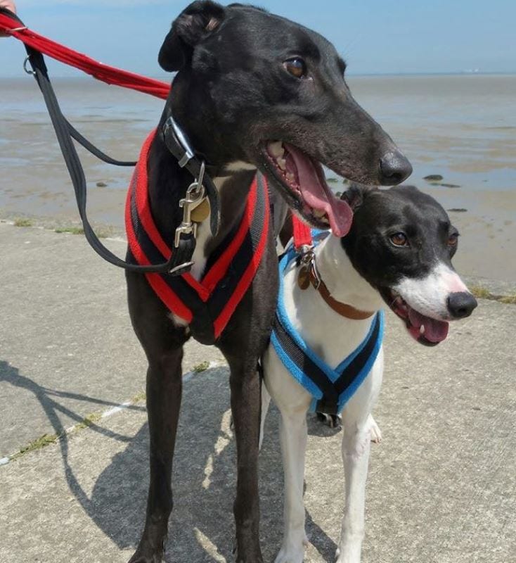 Dog Harness CosyDogs - Image 20