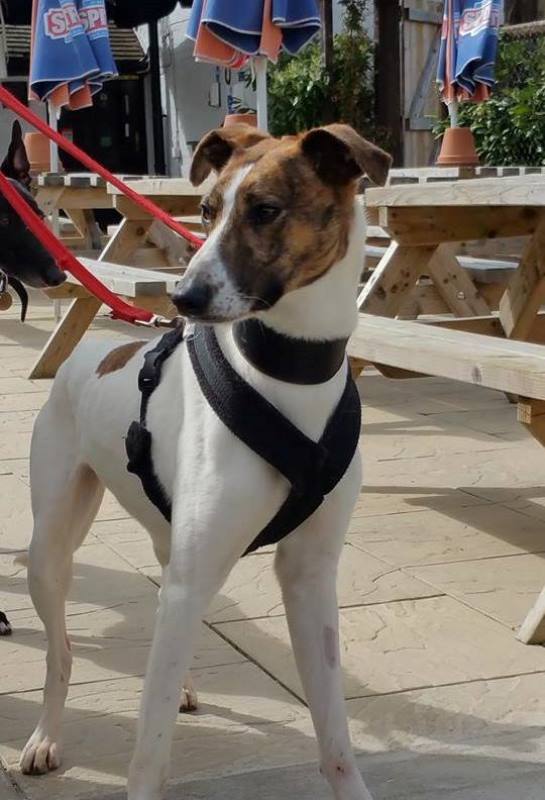 Dog Harness CosyDogs - Image 22