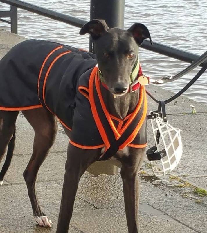 Dog Harness CosyDogs - Image 21