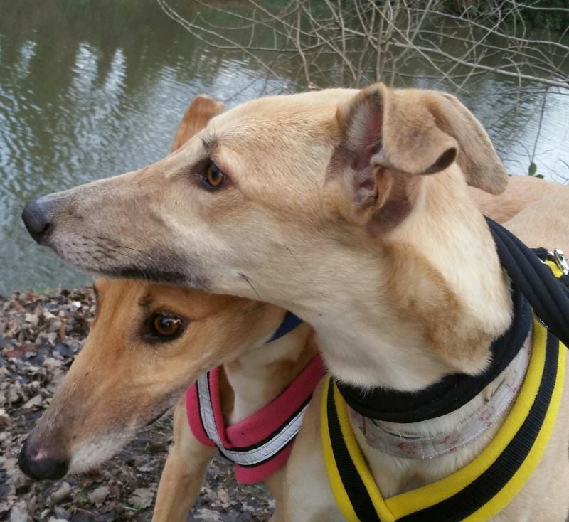 Dog Harness CosyDogs - Image 23