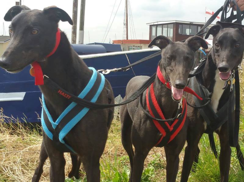 Dog Harness CosyDogs - Image 27