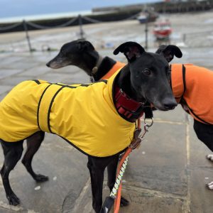 yellow greyhound winter coat