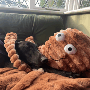 Gor Reef Bobble Octopus
