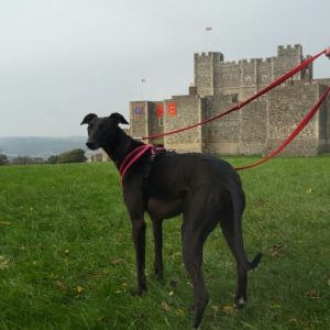 Halti Double Training Lead