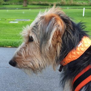 DO&G Greyhound Collars
