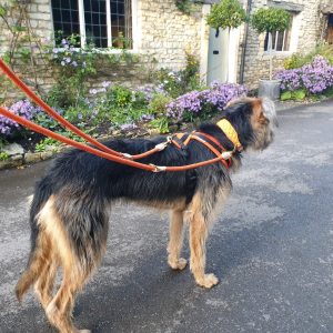 Double Ended Reflective Lead