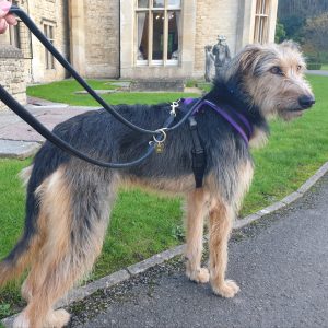 Double Ended Leather Dog Leads Digby & Fox