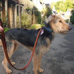 Digby & Fox Dog Leads