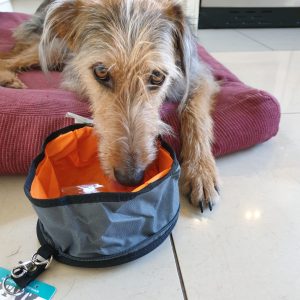 Travel Bowl K9 Persuits