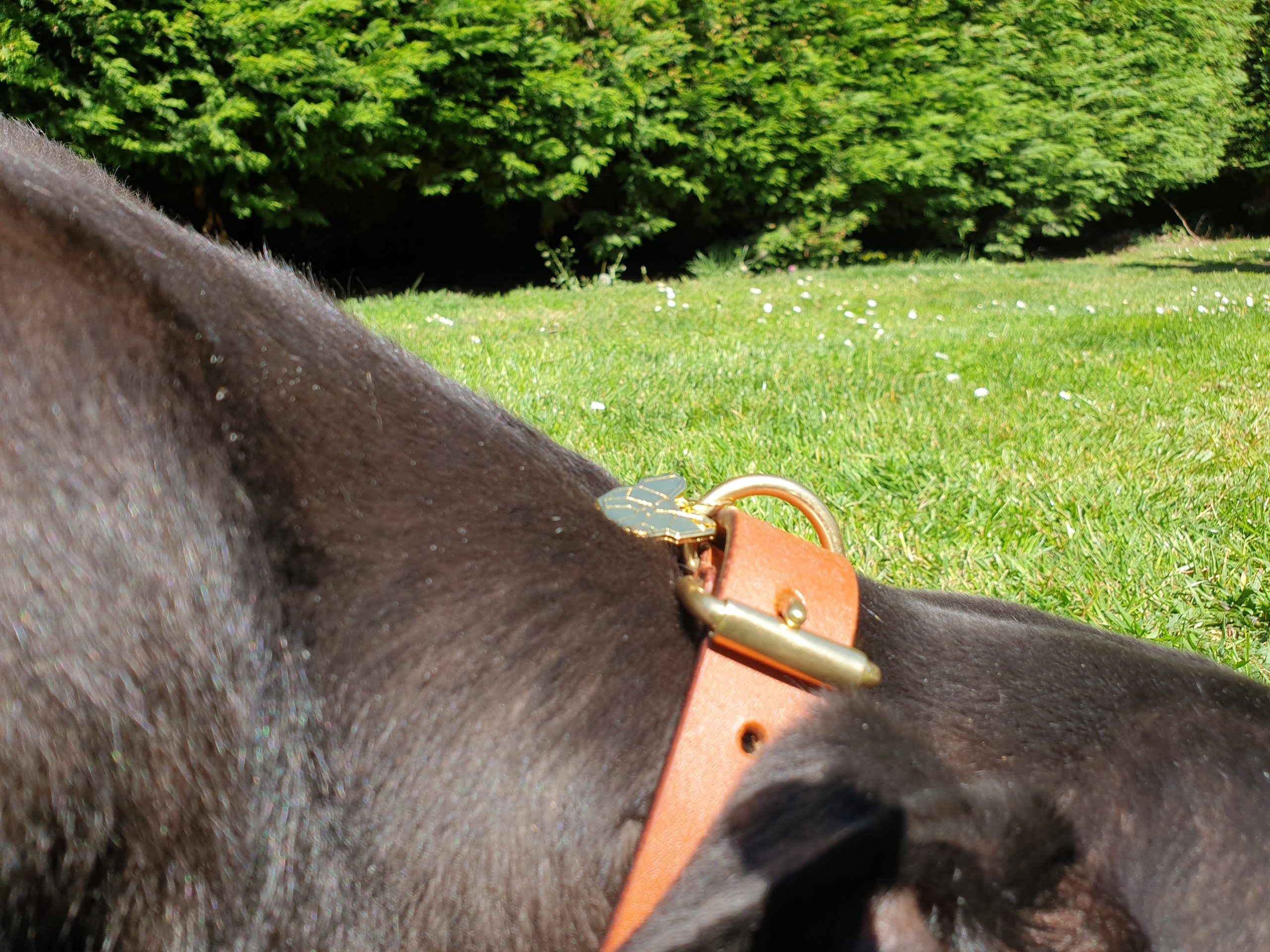 Digby & Fox House Collars