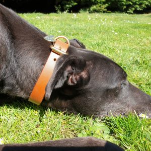 Digby & Fox House Collars