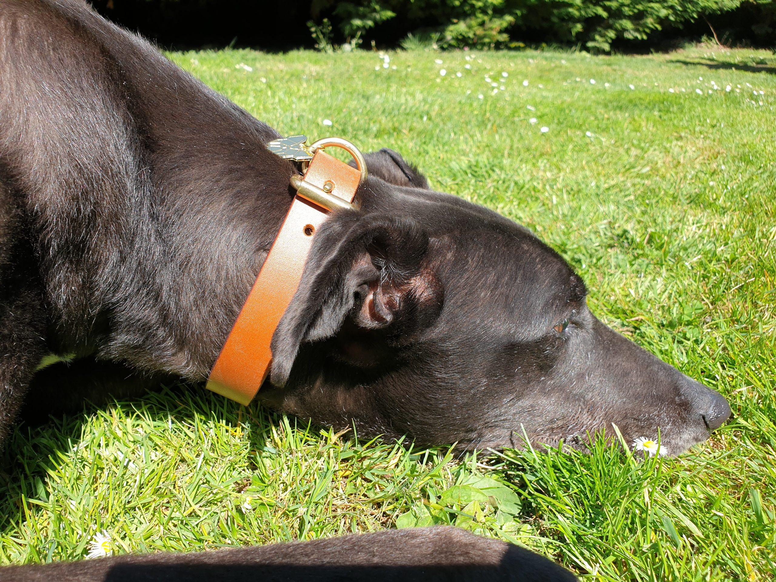 Digby & Fox House Collars
