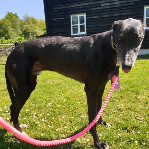 Digby & Fox Rope Leads