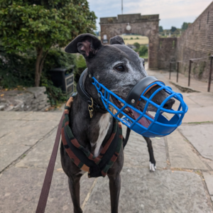 Greyhound Muzzle