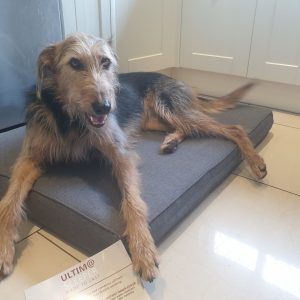 utlima memory form dog bed