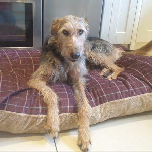 GorPets Comfy Cushion Beds For Dogs