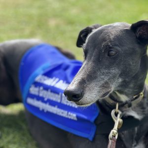 Rescued & Rehomed By KGR Jackets