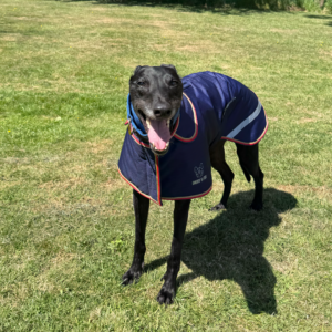 Greyhound Waterproof  Coat Digby & Fox