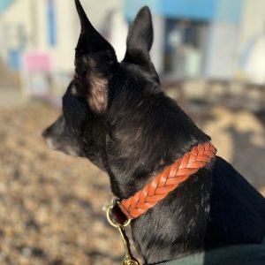 Digby & Fox Plaited Collars & Leads