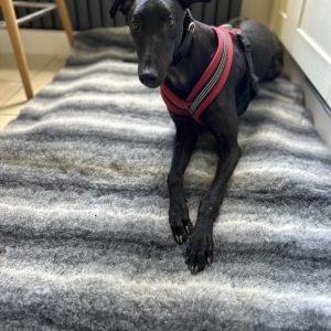 Vet Bed Made In the UK