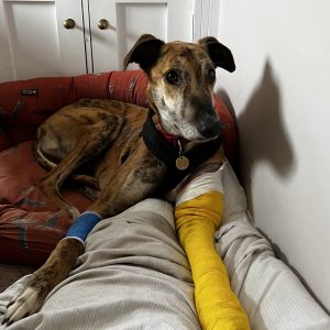Aniwrap Cohesive Bandage 5cms