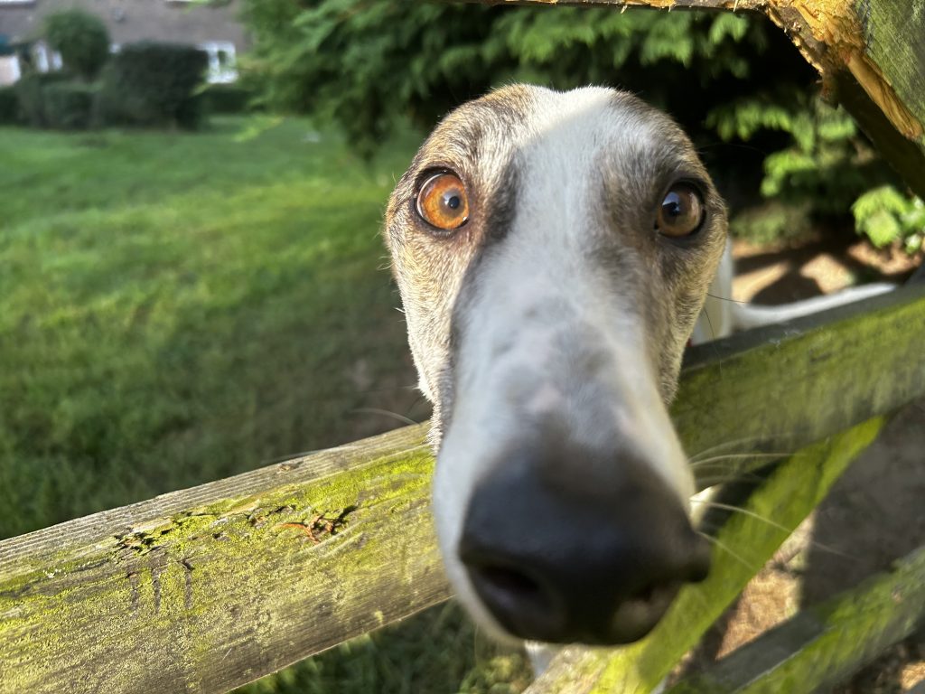 hazel greyhound