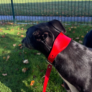 Combination Fishtail Collar and Lead