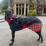 Felton Sighthound Coat