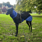 Felton Sighthound Coat By DryDogs Blue6