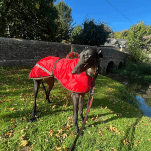 Sherpa Fleece Lined Sighthound Coat By DryDogs