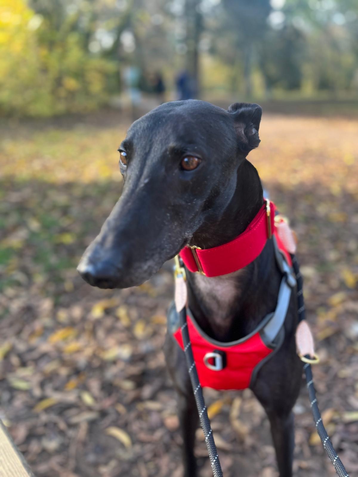 Martingale DryDogs Collars | Matching Leads Available - Image 7