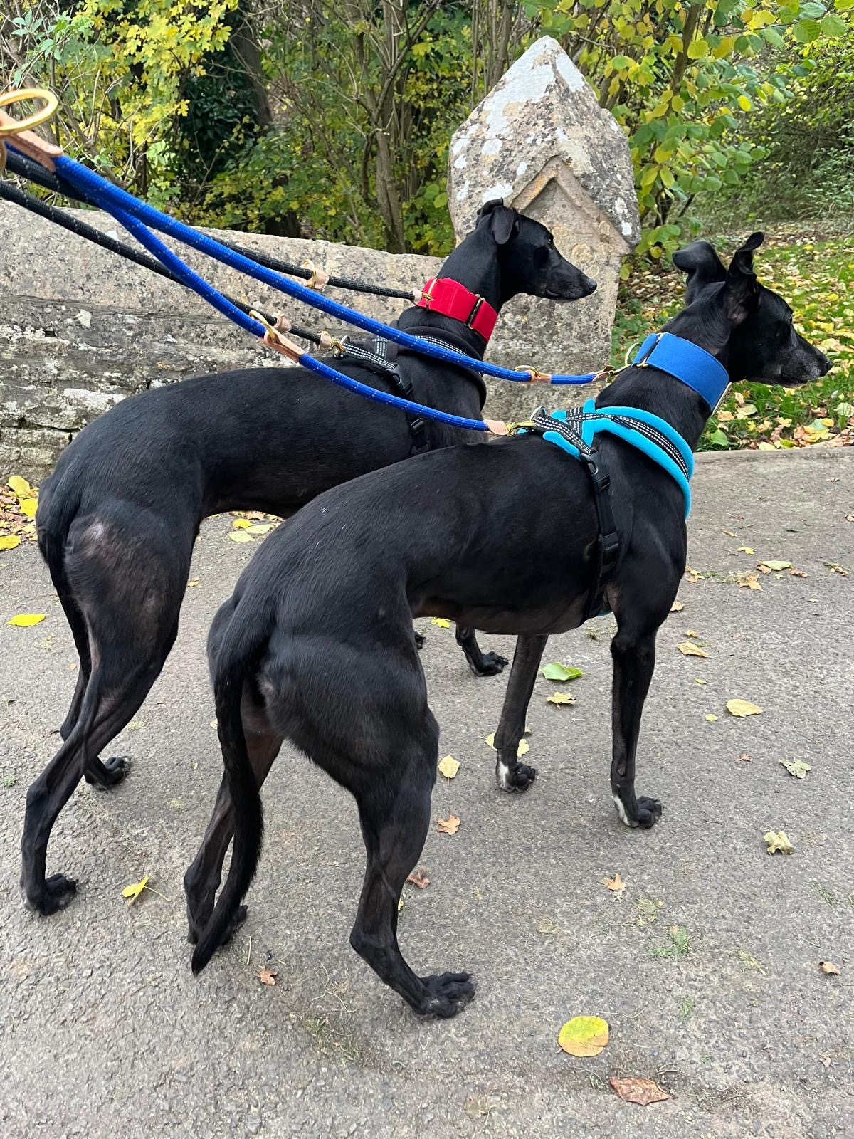 Martingale DryDogs Collars | Matching Leads Available - Image 6