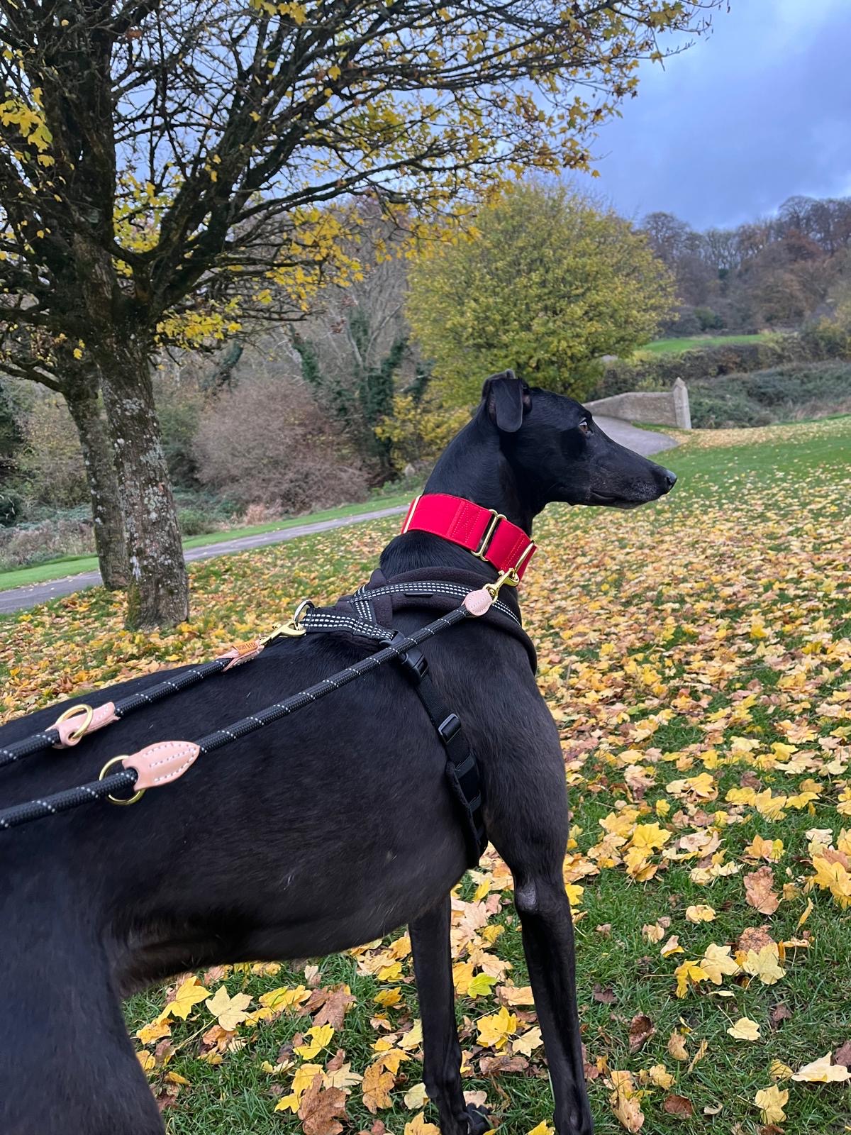 Martingale DryDogs Collars | Matching Leads Available - Image 4