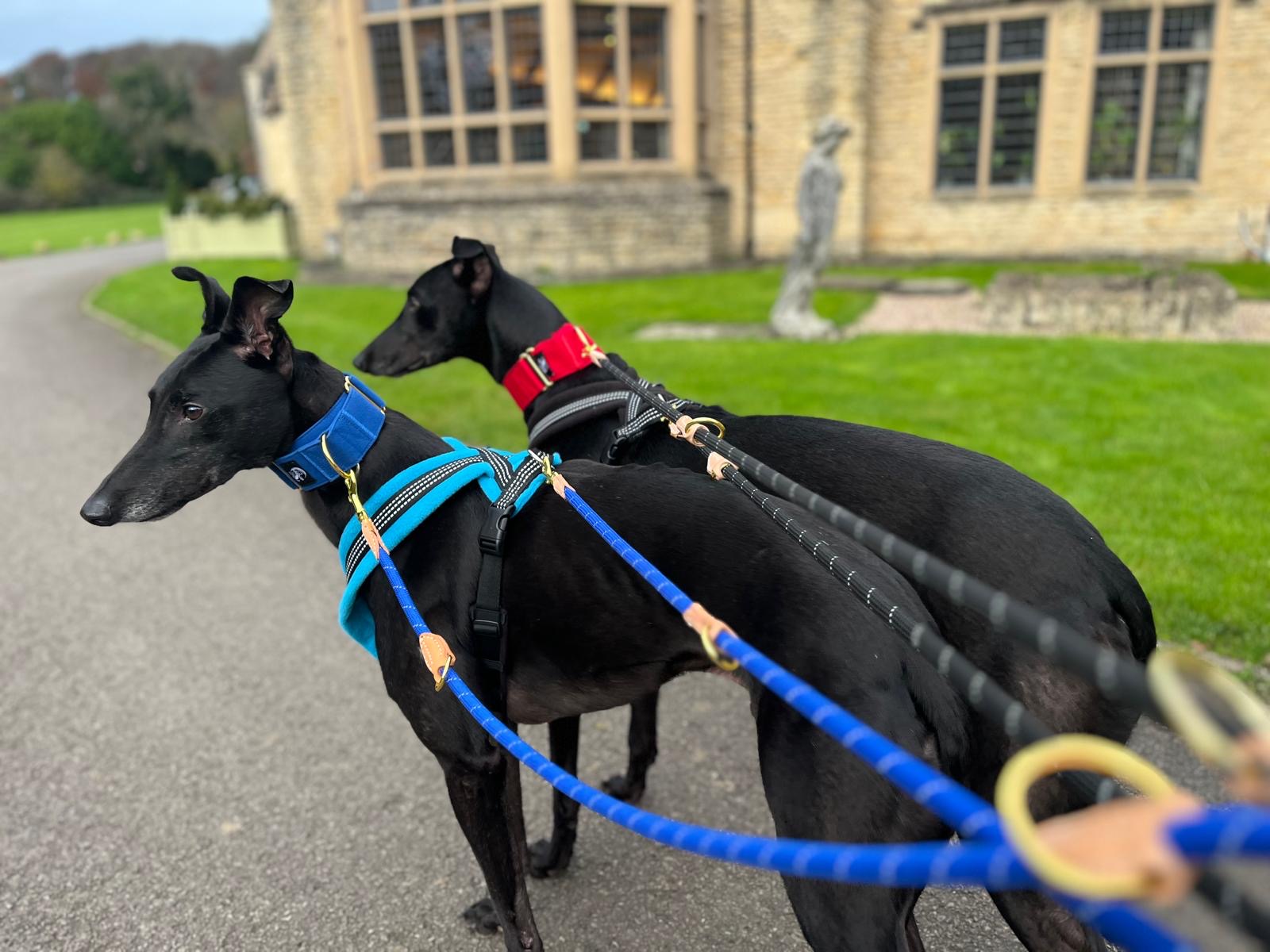 Martingale DryDogs Collars | Matching Leads Available - Image 5