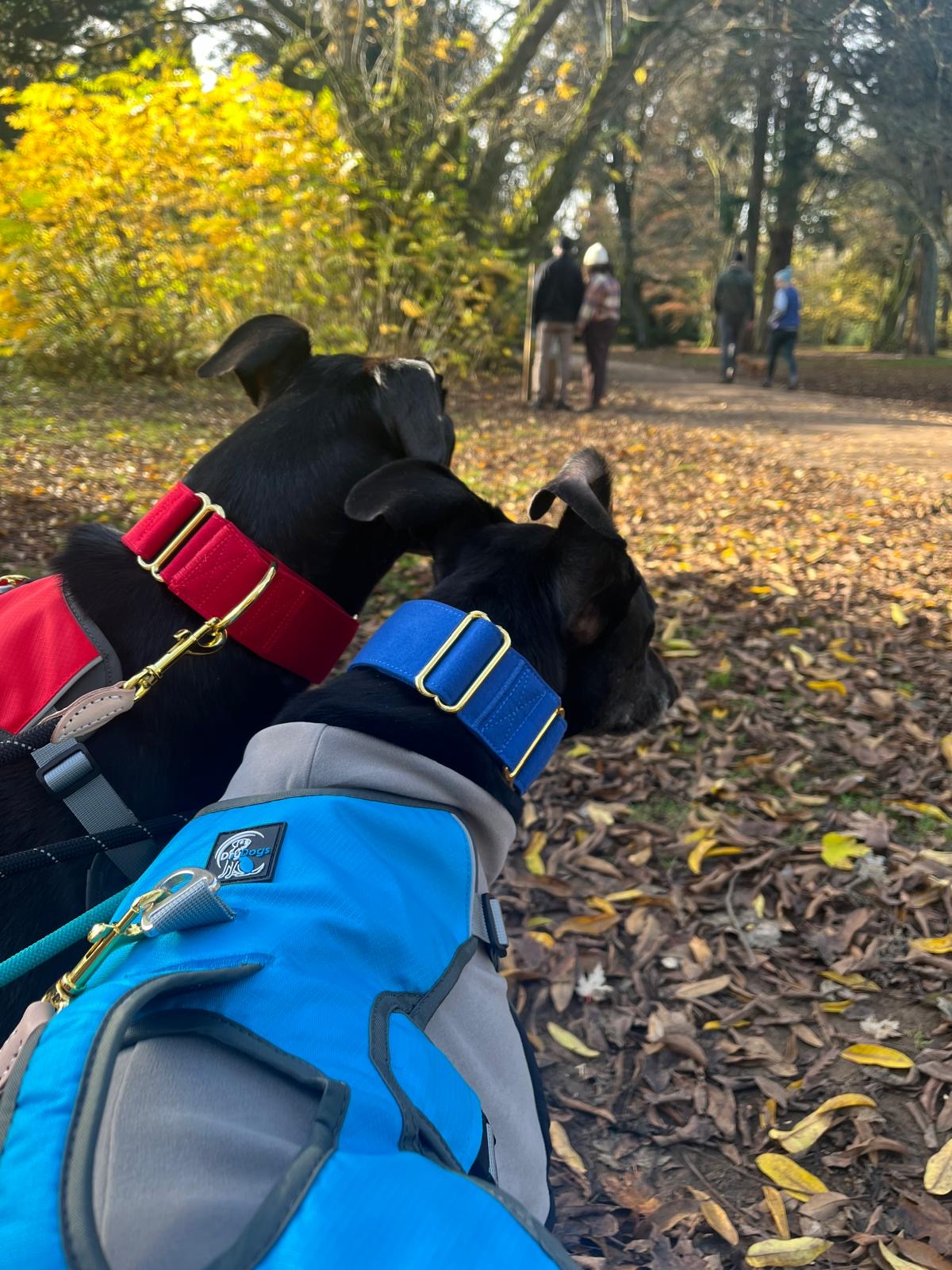 Martingale DryDogs Collars | Matching Leads Available - Image 2