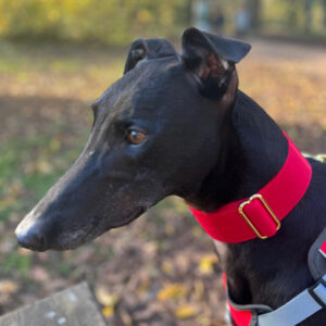 Martingale DryDogs Collars | Matching Leads Available