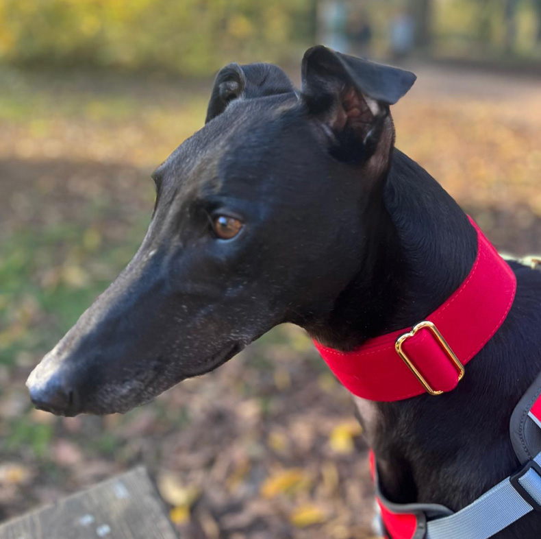 Martingale DryDogs Collars | Matching Leads Available