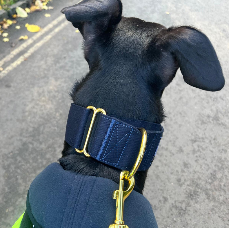 Martingale DryDogs Collars | Matching Leads Available - Image 3